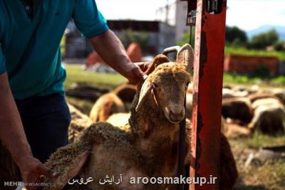 خرید و ذبح دام زنده خارج از نظارت شبكه دامپزشكی ممنوع می باشد