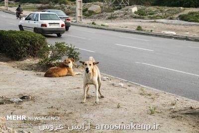 افزایش سگهای بلاصاحب دراهواز