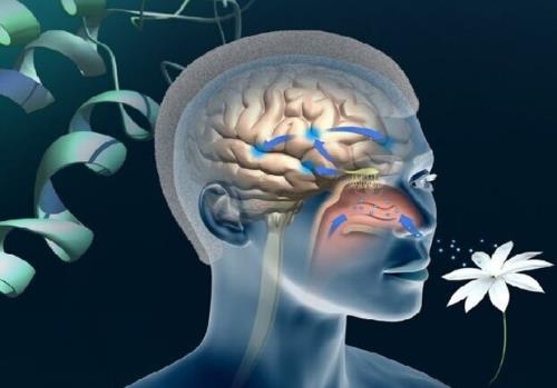 احتمال از دست دادن بویایی و چشایی در سویه های جدیدتر کمتر است
