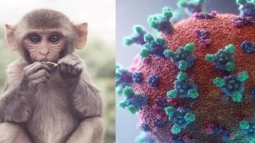 آیا آبله میمونی به عنوان وضعیت اضطرار بهداشت جهانی اعلام می شود