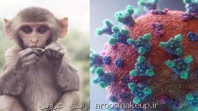 آیا آبله میمونی به عنوان وضعیت اضطرار بهداشت جهانی اعلام می شود