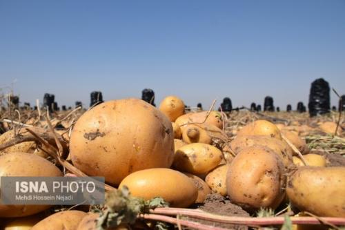 چگونگی سنجش ایمنی مواد غذایی در کشور