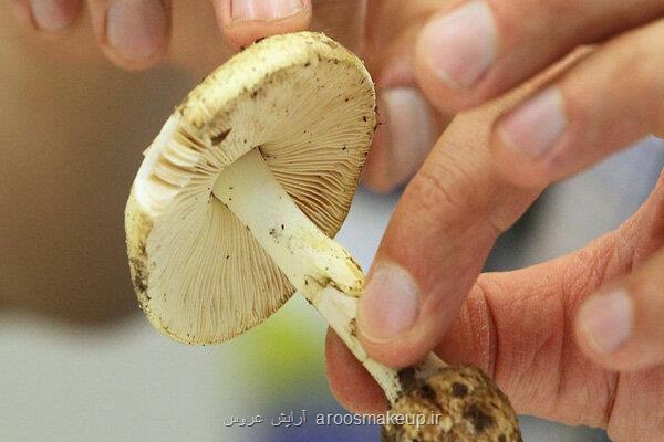 قارچ های روییده در طبیعت زیبایی خطرناک پاییز و زمستان
